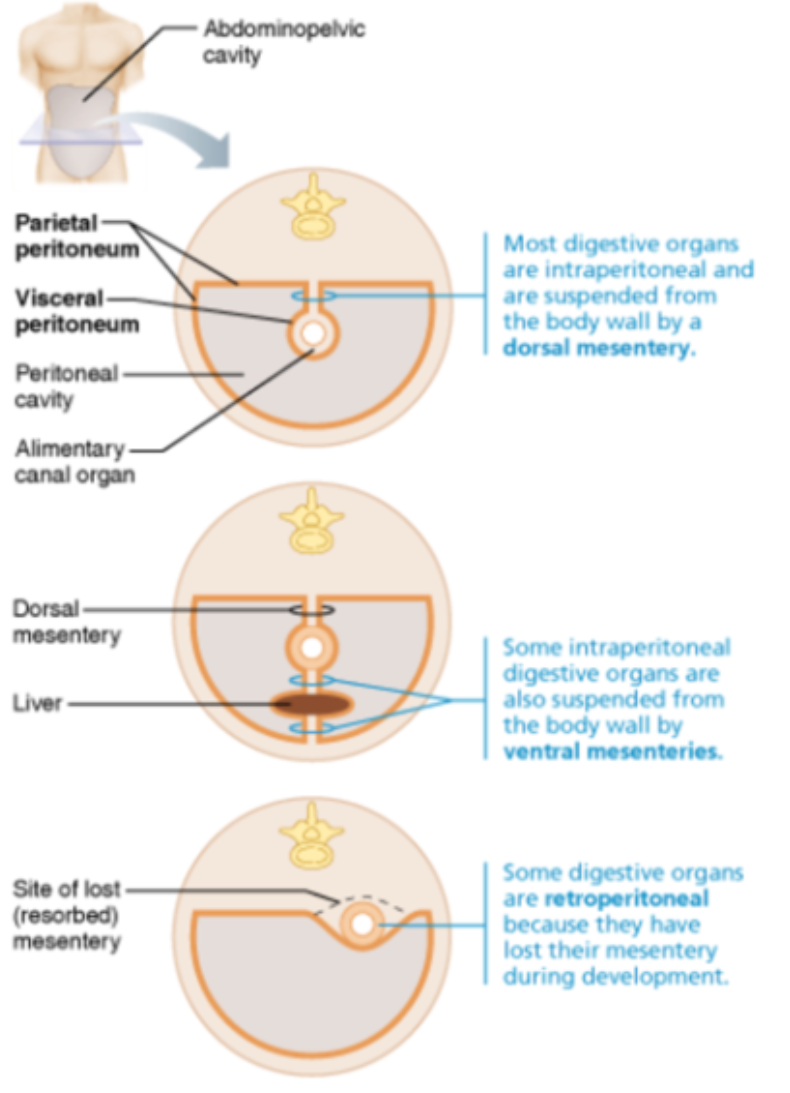 <p>The mesentery routes for?</p>