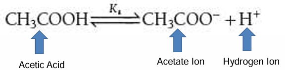 <p>The concentration of ______ remains constant and thus ________ remains constant</p>