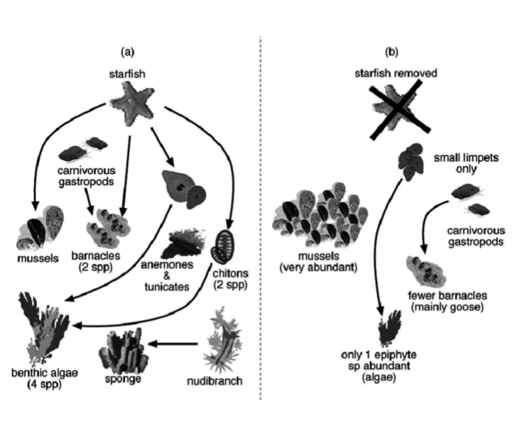 <p>If a predator or herbivore decreases performance of the top competitor, the inferior</p><p>competitor may increase in abundance.</p><p></p><p>Ex: Paine (1974) removed starfish</p><p>predators from a rocky intertidal zone. </p>
