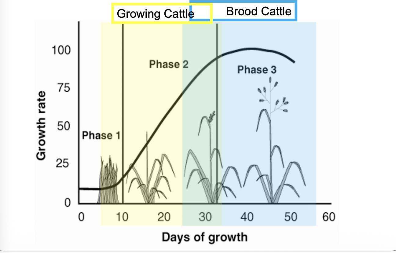 <p>Growing Cattle: Phase 1 and 2</p><p>Brood Cattle: Phase 2 and 3</p>