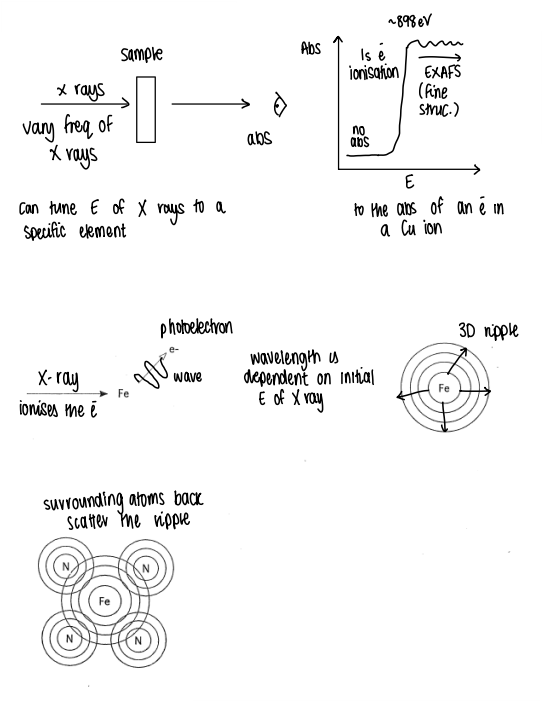 <ul><li><p>X-rays are absorbed by the sample.</p></li><li><p>The absorption causes the 1s electron ionisation.</p></li><li><p>An absorption v Energy graph is plotted, giving the EXAFS fine structure (if the edge is more to the right, it has a higher O.S.).</p></li><li><p>After the ionisation, the lost electron causes a 3D ripple effect to surrounding atoms, which back scatter the ripple.</p></li><li><p>The ripples constructively and destructively interfere at the central metal.</p></li><li><p>The amount of interference depends on the type of backscatterer (more electrons means more backscatter) and distance from the metal.</p></li></ul><p></p>