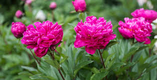 <p>Common name</p>