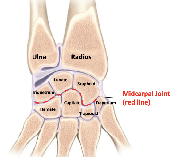 <p>Formed between carpal rows <br>Hinge type synovial joint<br>Mvmt: flexion/extension, abduction/adduction</p>
