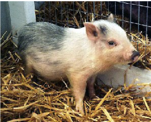 <ul><li><p>origin: canada</p></li><li><p>dwarf breed</p></li><li><p>soid black to white and various spots in between</p></li><li><p>full grown at 5 years (70-150lbs)</p></li></ul><p></p>