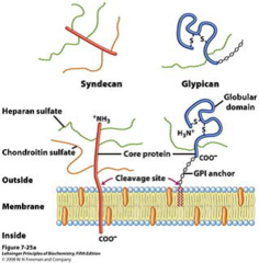 <p>A type of proteoglycan attached to the cell membrane, involved in cell growth and development.</p>