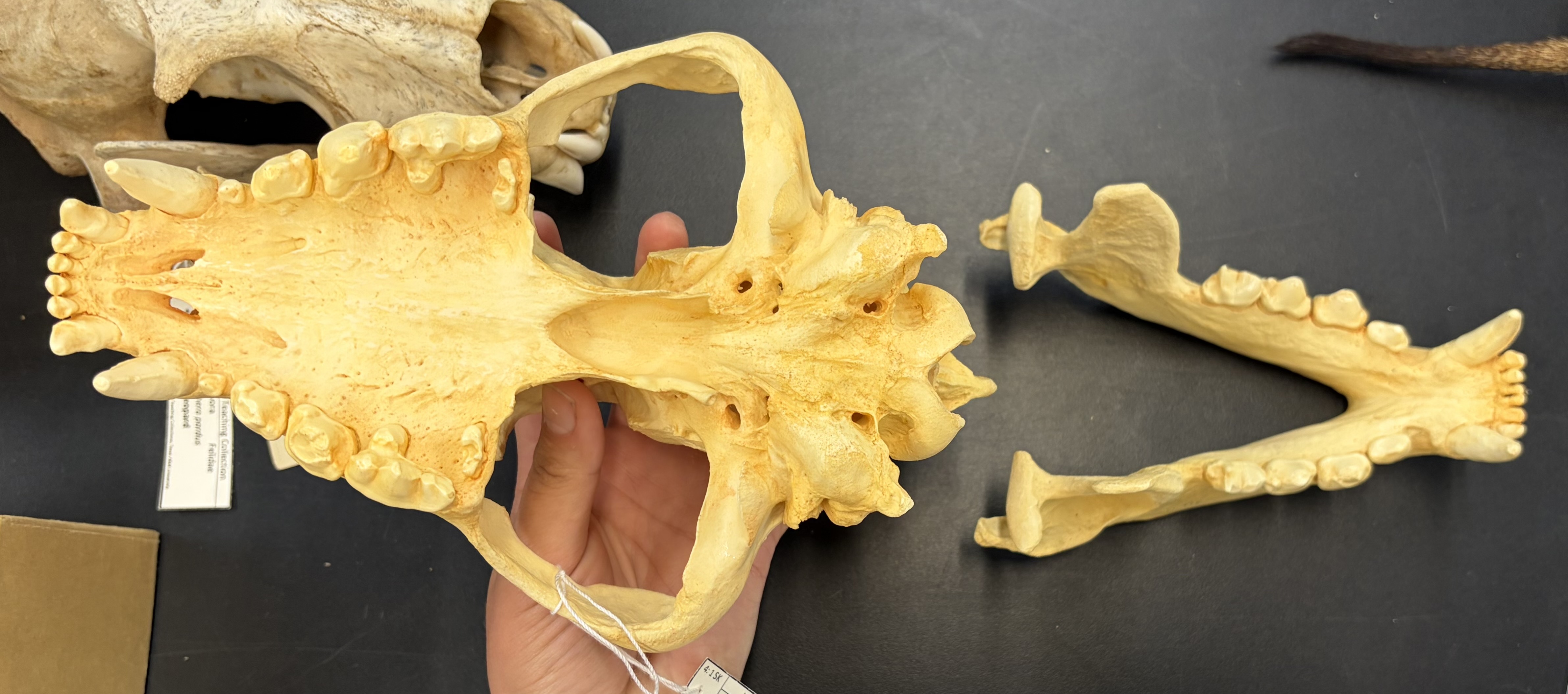 <ul><li><p>Carnivora</p><ul><li><p>Feliformia</p><ul><li><p>Hyaenidae</p><ul><li><p>Africa, SW Asia, and India</p></li><li><p>Carnivores/scavengers</p></li></ul></li></ul></li></ul></li></ul><p></p>