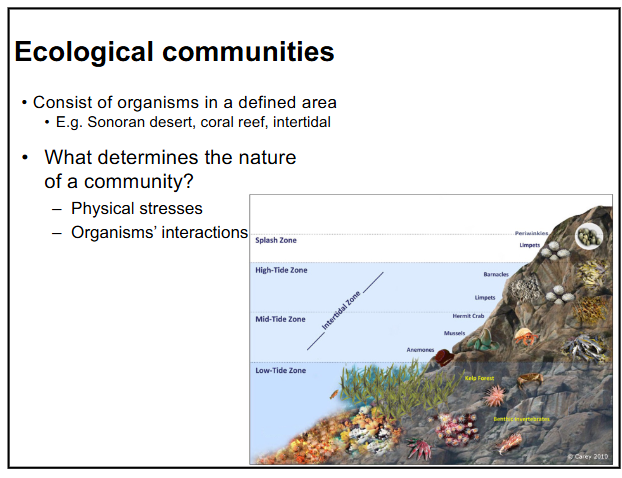 <p>-an ecological community consist of organisms in a defined area</p><p>-physical stresses and organisms’ interactions determines the nature of a community</p>