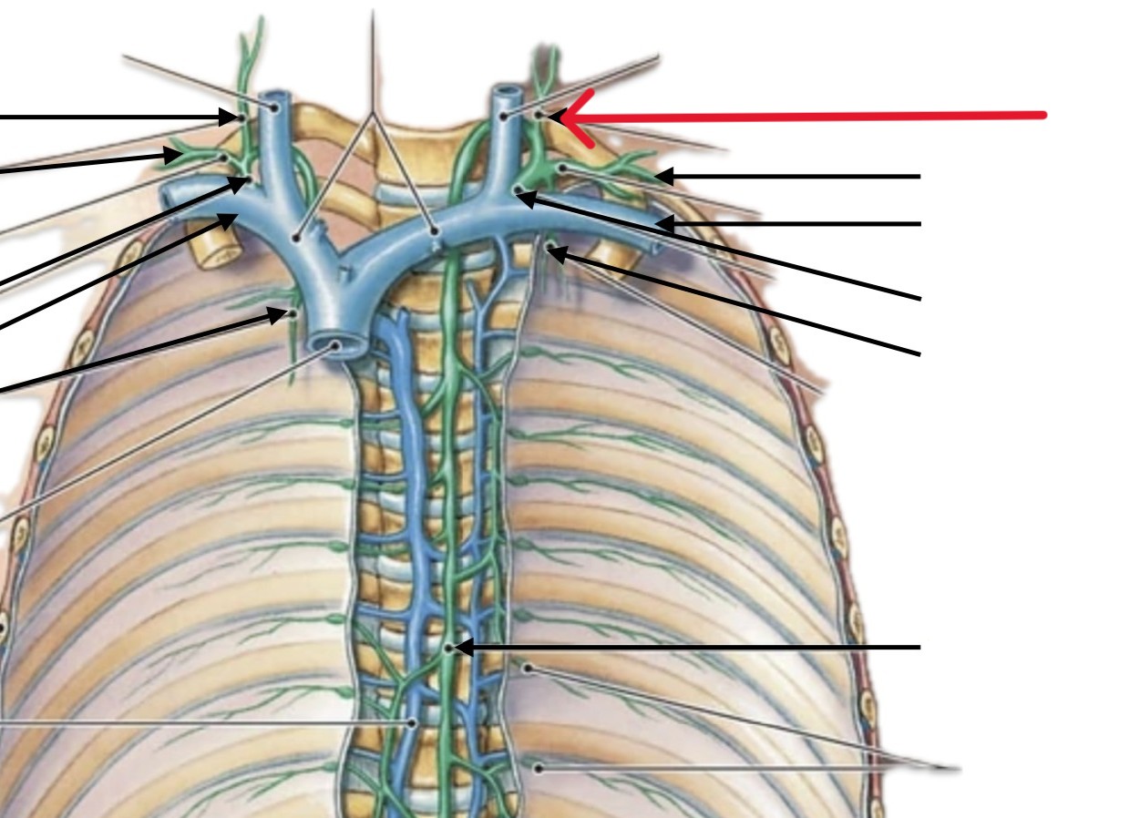 <p>Which lymphatic organ:</p><ul><li><p>Located at roof of neck</p></li><li><p>Left side</p></li></ul><p></p>
