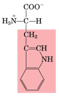 <p>•Essential</p><p>•Used as precursor to make serotonin (mood)</p><p>•Used for niacin (Vit B3) synthesis</p>