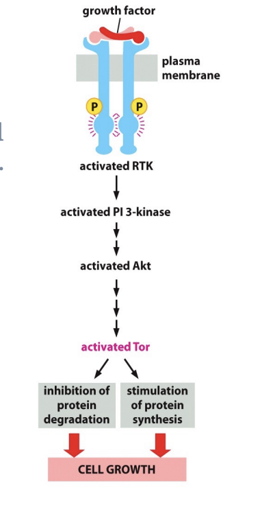 <p>PI-3-kinase-Akt signaling pathway also Akt indirectly activates Tor by phosphorylation and</p><p>inhibiting a protein that helps to keep Tor inactive.</p>