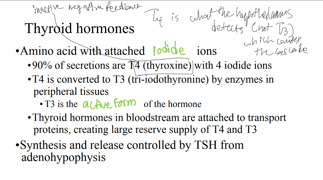 <p>T/F: T3 is what the hypothalamus detects which causes the cascade.</p>