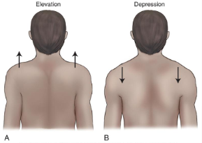 <p>elevation = lifting, raising, moving part superiorly </p><p>e - shoulders raised, shrugging shoulders</p><p>depression = letting down, lowering, moving part inferiorly </p>