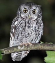 <p>Species, family, order?</p>