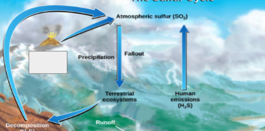 <p>sulfur cycle: name the step</p>