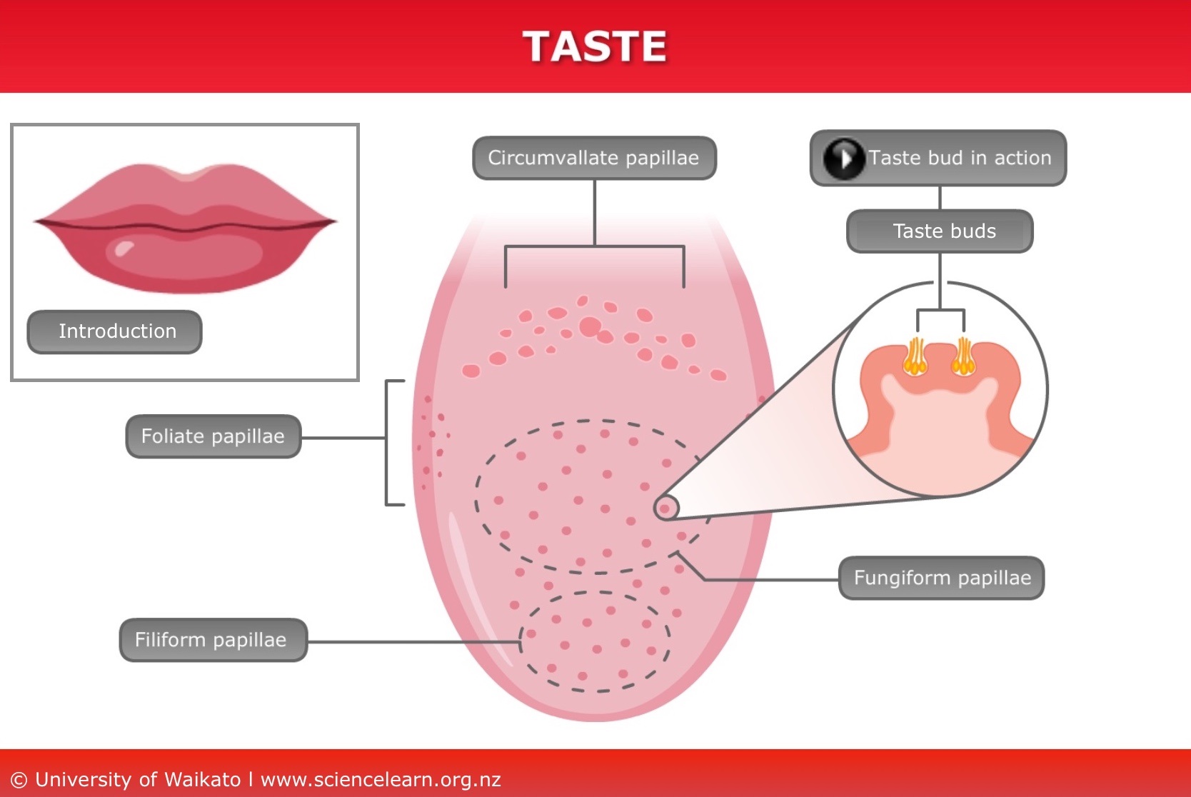 <p>Tastebuds </p>