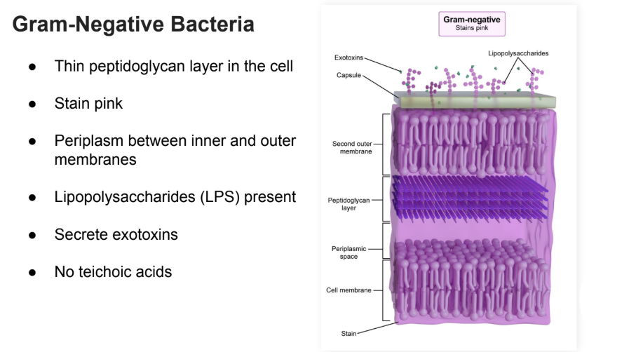 <ul><li><p>Thin peptidoglycan layer in the cell</p></li><li><p>Stain Pink</p></li><li><p>Periplasm between inner and outer membranes</p></li><li><p>Lipopolysaccharides (LPS)</p></li><li><p>Secrete Exotoxins</p></li><li><p>No teichoic acids. </p></li></ul><p></p>