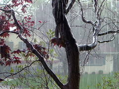 <p>(n, v): mưa</p>