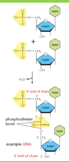 <p>Phosphodiester bond</p>