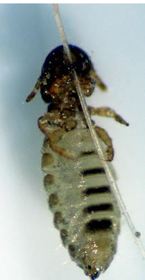 <p>Poorly adapted for life off host </p><p>Highly host specific</p>