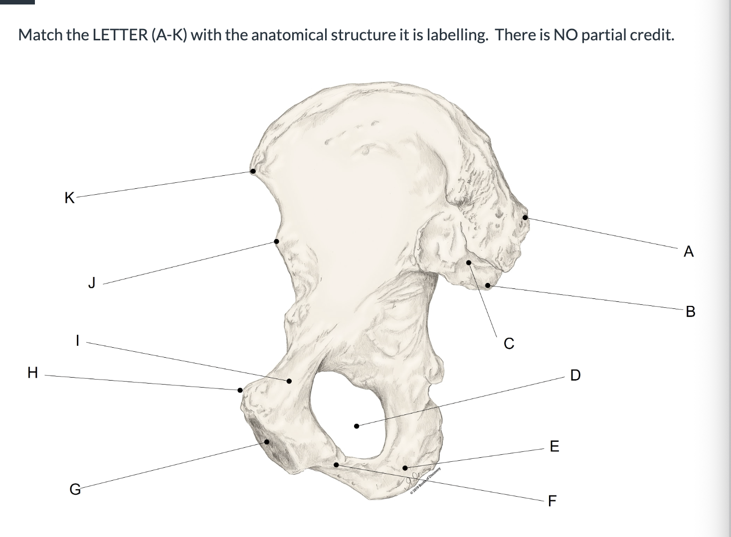 <p><span>Match the LETTER (A-K) with the anatomical structure it is labelling. &nbsp;There is NO partial credit.</span></p>