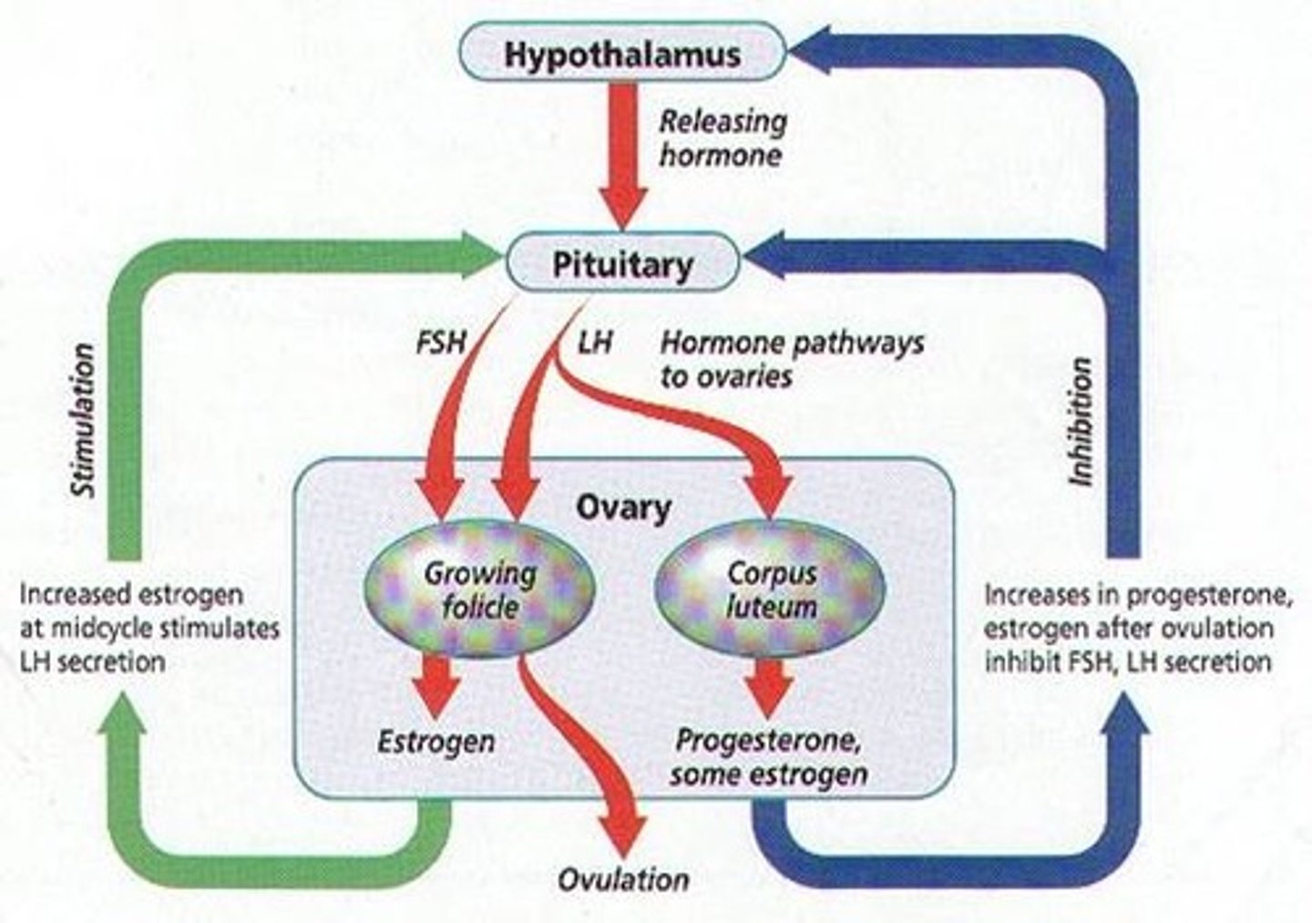 <p>1. The hypothalamus secretes GnRH</p><p>2. The pituitary secretes LH and FSH</p><p>3. LH and FSH stimulate the ovaries</p><p>4. Ovaries secrete Oestrogen and inhibin</p><p>5. Oestrogen and inhibin inhibit GnRH, LH, and FSH = NEGATIVE FEEDBACK</p>