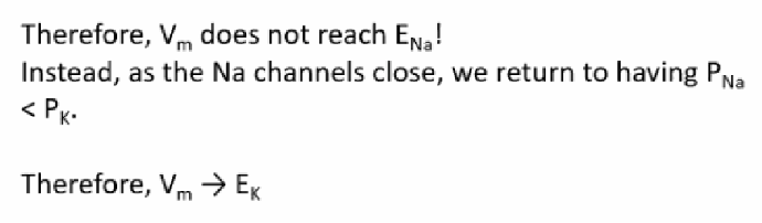 <p>Because the Na+ channels close before full equilibrium is reached, Vm never actually reaches ENa. Instead, as PNa drops back below PK, Vm moves toward EK — this is repolarisation.</p>