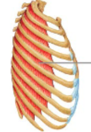 <p>external intercostals</p>