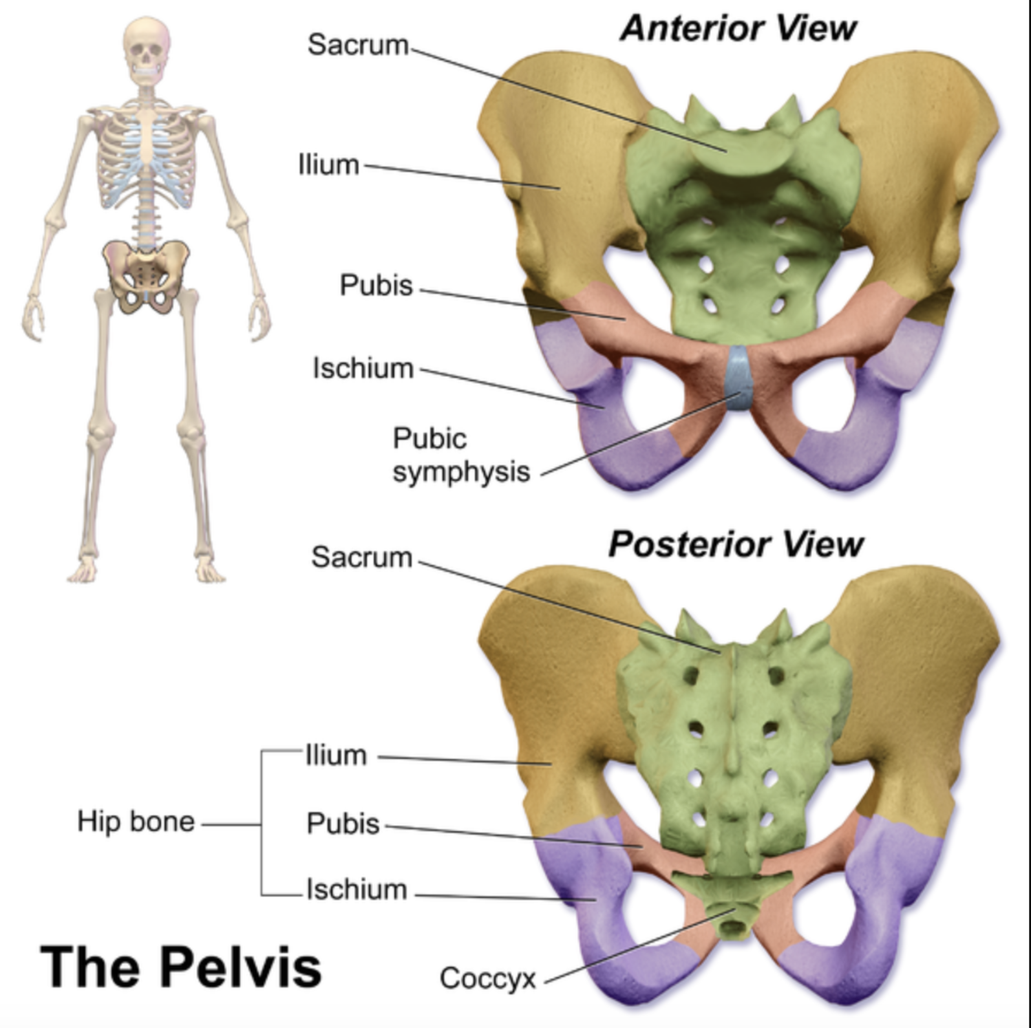 <p>Consists of the pelvic girdle, the thigh, the leg, and the pes</p><ul><li><p>The pelvic girdle consists of the os coxae (hip bone) which joins the aitch bone and then the sacrum. The hip bone consists of the ilium, ischium, and pubis</p></li><li><p>The thigh (femus) contains a long bone, the femur</p></li><li><p>The leg is composed of the tibia (supports weight), fibula, and patella</p></li><li><p>The pes (=human foot) consists of the tarsus, metatarsus, and digits</p></li></ul><p></p>