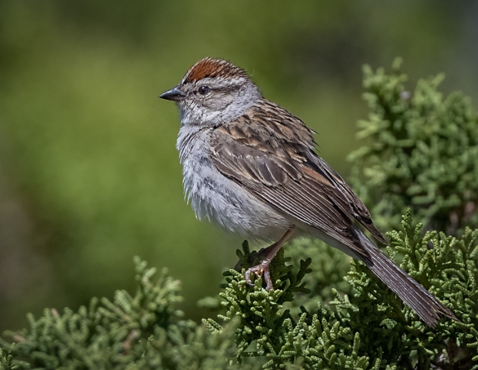 <p>Chipping Sparrow</p>