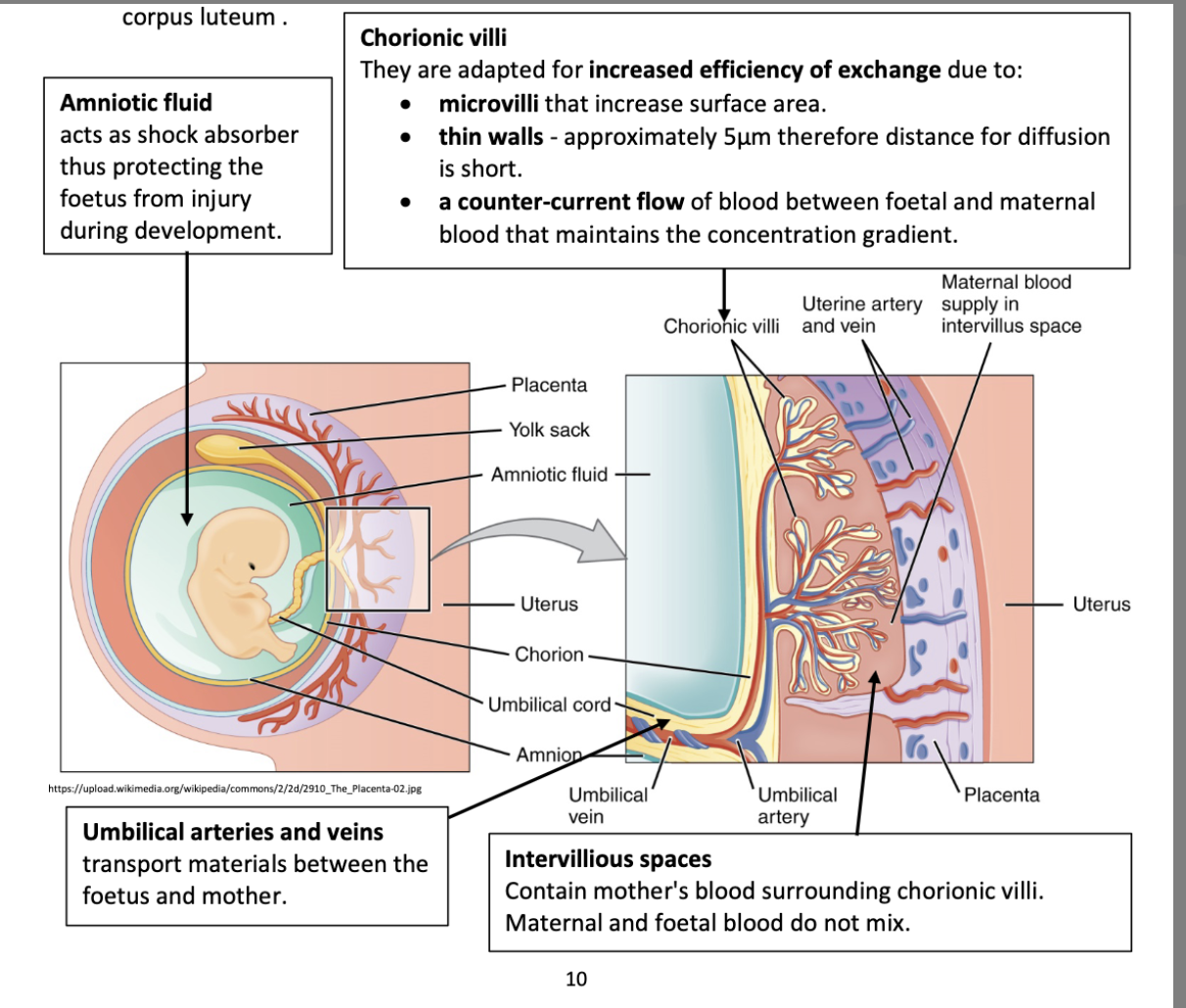 <p>placenta and amniotic fluid</p>