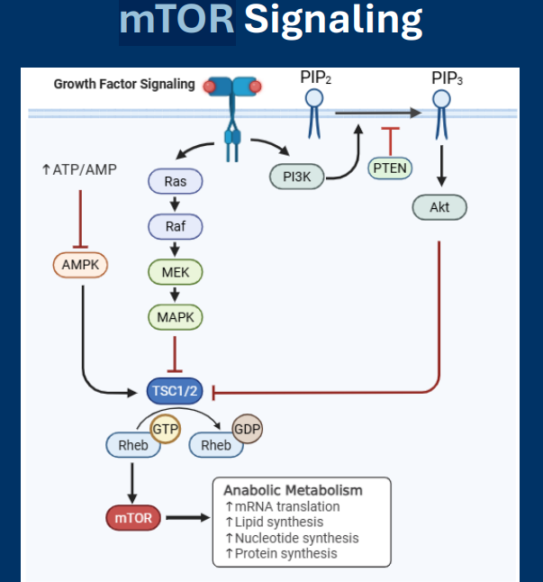 <p>• <strong>The mTOR signaling pathways</strong> is a master regulator of anabolic metabolism </p><p>• Revolves around activation of <strong>mTOR</strong>, a protein kinase with many regulatory targets in the cell </p><p>•<strong> mTOR </strong>activation increases nearly all anabolic pathways </p><p>• Pathway activity is upregulated in >50% of cancers</p><div data-type="horizontalRule"><hr></div><p>• <strong>mTOR: </strong>Protein kinase that promotes anabolic metabolism when activated</p><p>• Rheb is an activator of <strong>mTOR  (</strong>Inactive GDP-Rheb can no longer activate <strong>mTOR</strong>)</p><p>• <strong>mTOR</strong> signaling is repressed by AMPK</p>