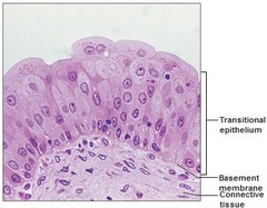 <p>Multiple layers of cells which appear cuboidal when not stretched, but squamous when stretched; found in the urinary organs</p>