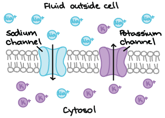 <p>What is membrane potential</p>