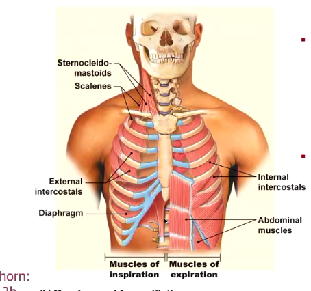 <ul><li><p>diaphragm</p></li><li><p></p></li></ul><p></p>