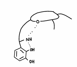 <p>H-bonding from the ring forces catechol groups to face inwards, therefore preorganising the molecule for binding of Fe(III).</p><ul><li><p>It is one of the most stable Fe(III) complexes known.</p></li></ul><p></p>
