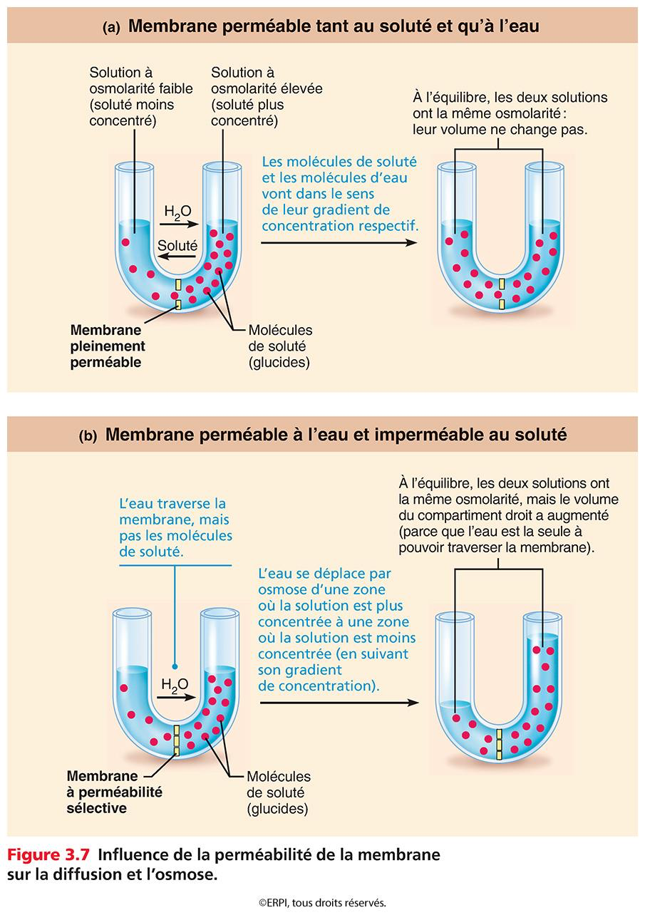 <ul><li><p>Diffusion du solvant (l'eau) à travers une membrane à perméabilité sélective</p></li><li><p><strong>marche grasse a Aquaporines (prot)</strong> : Canaux transmembranaires spécifiques facilitant le passage de l'eau</p></li><li><p></p></li><li><p><strong>Milieu hypotonique (Osmolarité faible) :</strong> Moins de solutés → l'eau quitte ce milieu.</p></li><li><p><strong>Milieu hypertonique (Osmolarité forte) :</strong> Plus de solutés → l'eau va vers ce milieu.</p></li><li><p><strong>Milieu isotonique :</strong> Concentrations égales → aucun mouvement net d'eau.</p></li></ul><ul><li><p></p></li></ul><p></p>