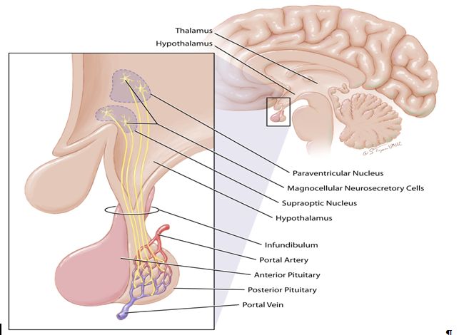 <p>What does the posterior pituitary gland do?</p>