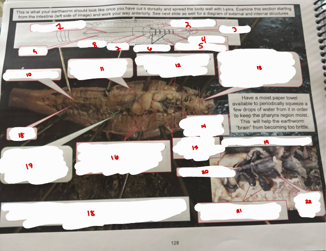 <p>Dorsally Cut Earthworm</p>