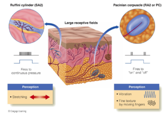 <p>deep mechanoreceptors:</p><ul><li><p><strong>Ruffini cylinder (SA2)</strong> perceives/are sensitive to <u>stretching of skin</u></p></li><li><p><strong>Pacinian corpuscle (RA2 or PC)</strong> perceives/are sensitive to <u>vibrations &amp; fine texture felt when moving fingers over object’s surface</u> (aka fine textures felt when moving fingers)</p><ul><li><p>the difference b/w texture felt when moving vs. stationary fingers on object (diff. in perception) is caused by vibrations entering your skin</p></li><li><p>where vibrations can come from the object itself moving when stationary hand OR your fingers moving across stationary object</p></li></ul></li></ul><p>__</p><p>^ where remember that SA fibers fire continuously, RA fibers fire at onset and offset</p>