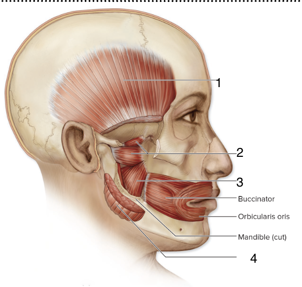 <p>ID 4</p>