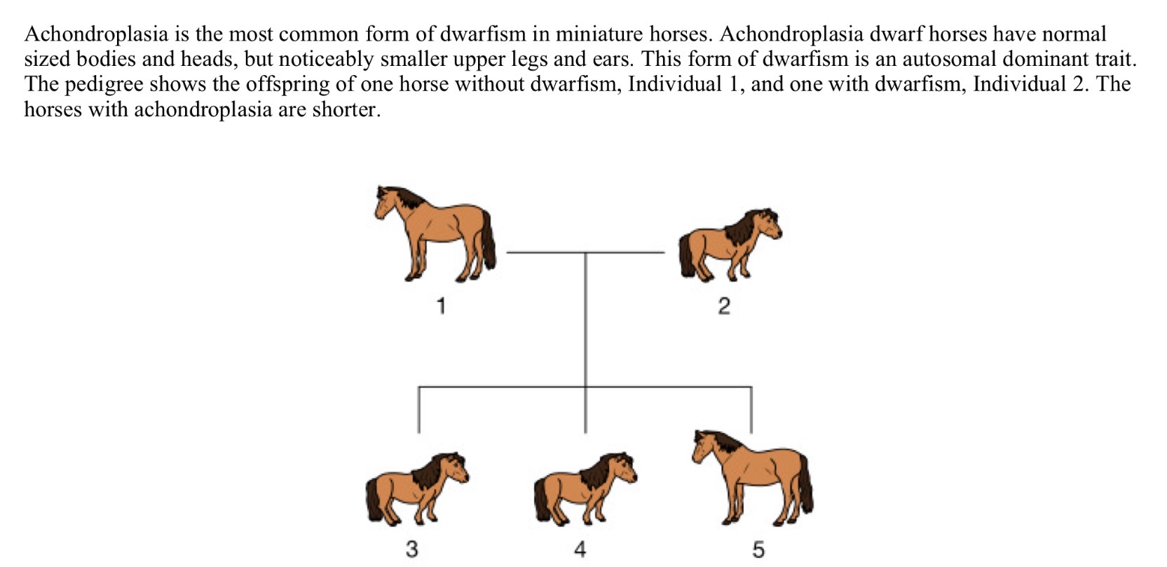 <p>Achondroplasia is the most common form of dwarfism in miniature horses. Achondroplasia dwarf horses have normal-sized bodies and heads, but noticeably smaller upper legs and ears. This form of dwarfism is an autosomal dominant trait. The pedigree shows the offspring of one horse without dwarfism, Individual 1, and one with dwarfism, Individual 2. The horses with achondroplasia are shorter. Which of the following is the correct pairing of phenotype and genotype of Individual 5 in the pedigree</p>