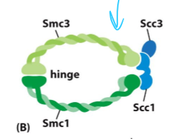 <ul><li><p>two Smc molecules (Smc3 and Smc1) held together at their hinge </p></li><li><p>An Scc1 bound at the ATPase domain of the Smc, with an Scc3 bound to it </p></li></ul><p></p>