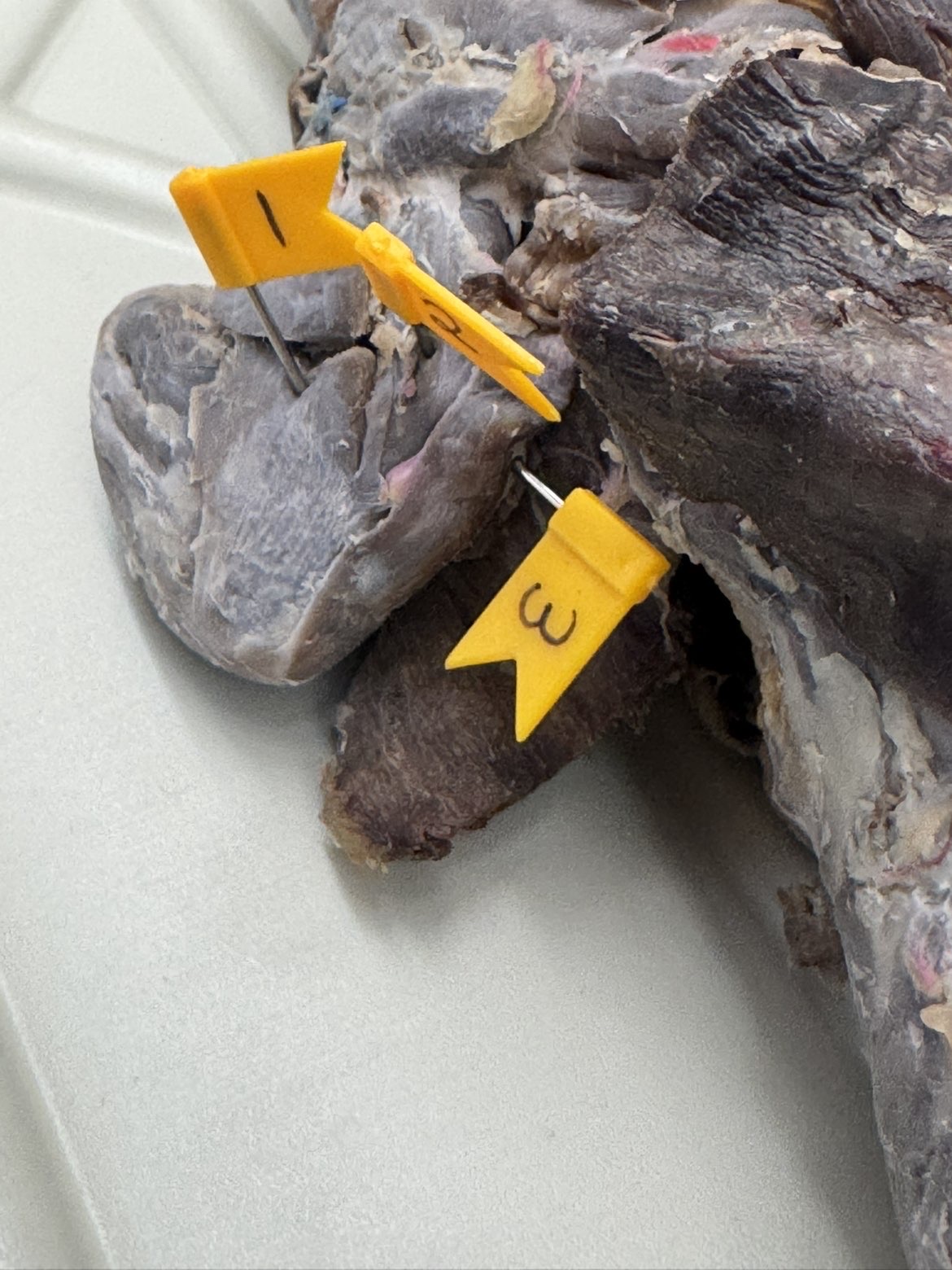 <p>Numbers:</p><p>1</p><p>2</p><p>3</p>