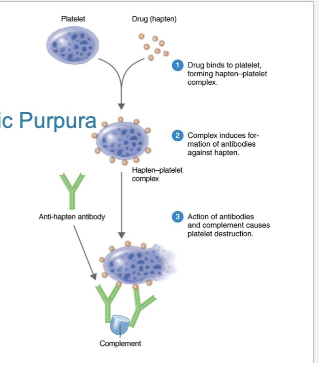 <ul><li><p>Thrombocytopenic purpura </p><ul><li><p>platelets combine with drugs, forming a complex that is antigenic </p></li><li><p>antibody and complement destroy platelets </p></li></ul></li><li><p>Agranulocytosis </p><ul><li><p>drug-induced immune destruction of granulocyts </p></li></ul></li><li><p>Hemolytic anemia </p><ul><li><p>drug-induced immune destruction of RBCs </p></li></ul></li></ul><p></p>
