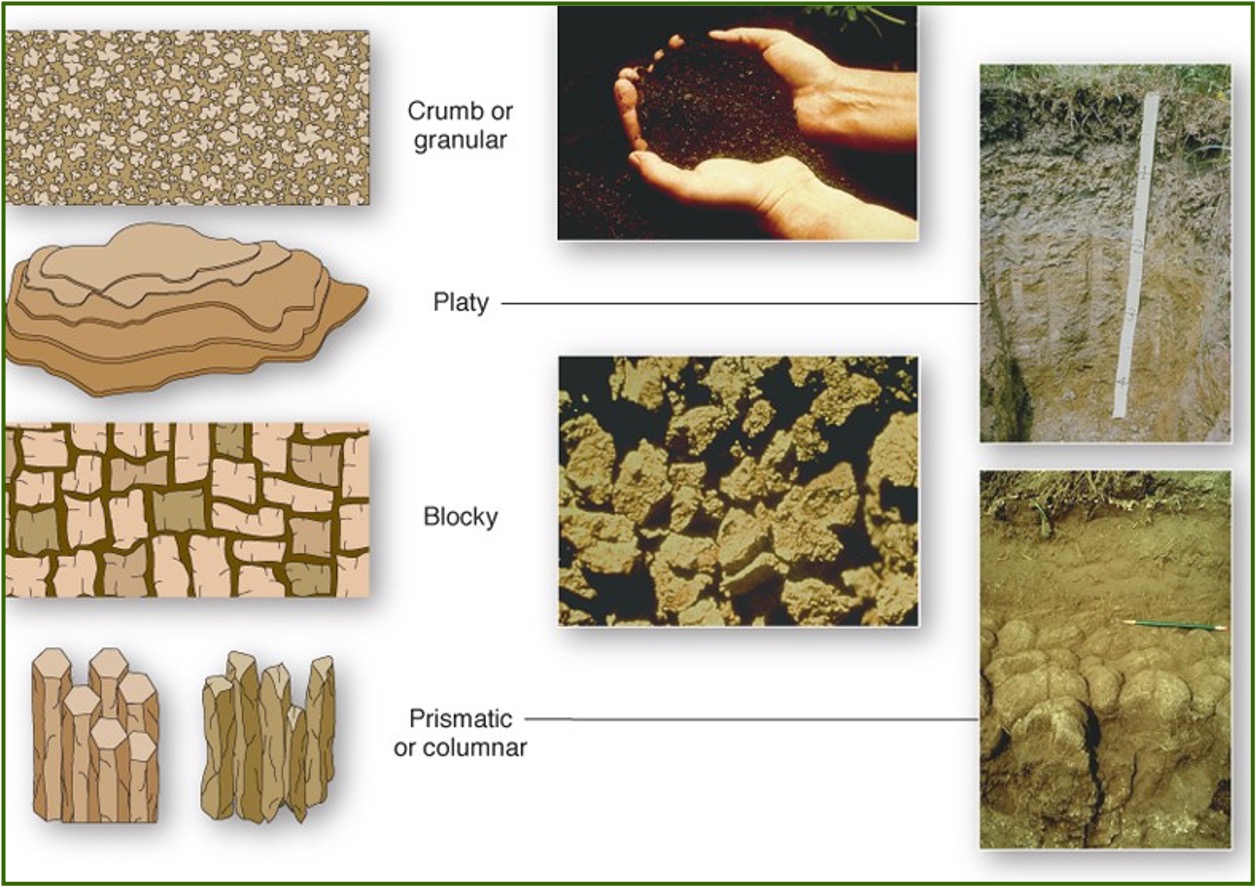 <p>Structure - refers to the shape and arrangement of structures; it is analyzed by examining a ped (a cluster of soil particles). </p><p>The shape of soil peds determines the four possible soil structures: </p><p>Granular, platy, blocky, and columnar. </p>