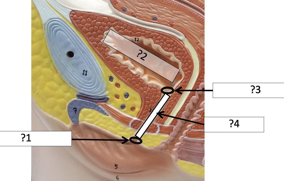 <p>2 Name the organ?</p>
