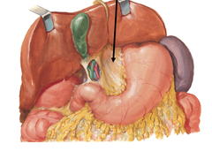 <p>occupies the space between the lesser curve and the liver and consists of 2 ligaments</p>