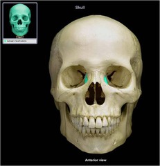 <p>Category: Facial Bones</p><p>Features:</p><ul><li><p>lacrimal fossa</p></li></ul><p></p><p><em>the smallest facial bone; where tears pass through</em></p>