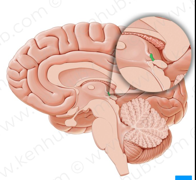 <p>anatomical location where two structures or tissues join or meet</p>