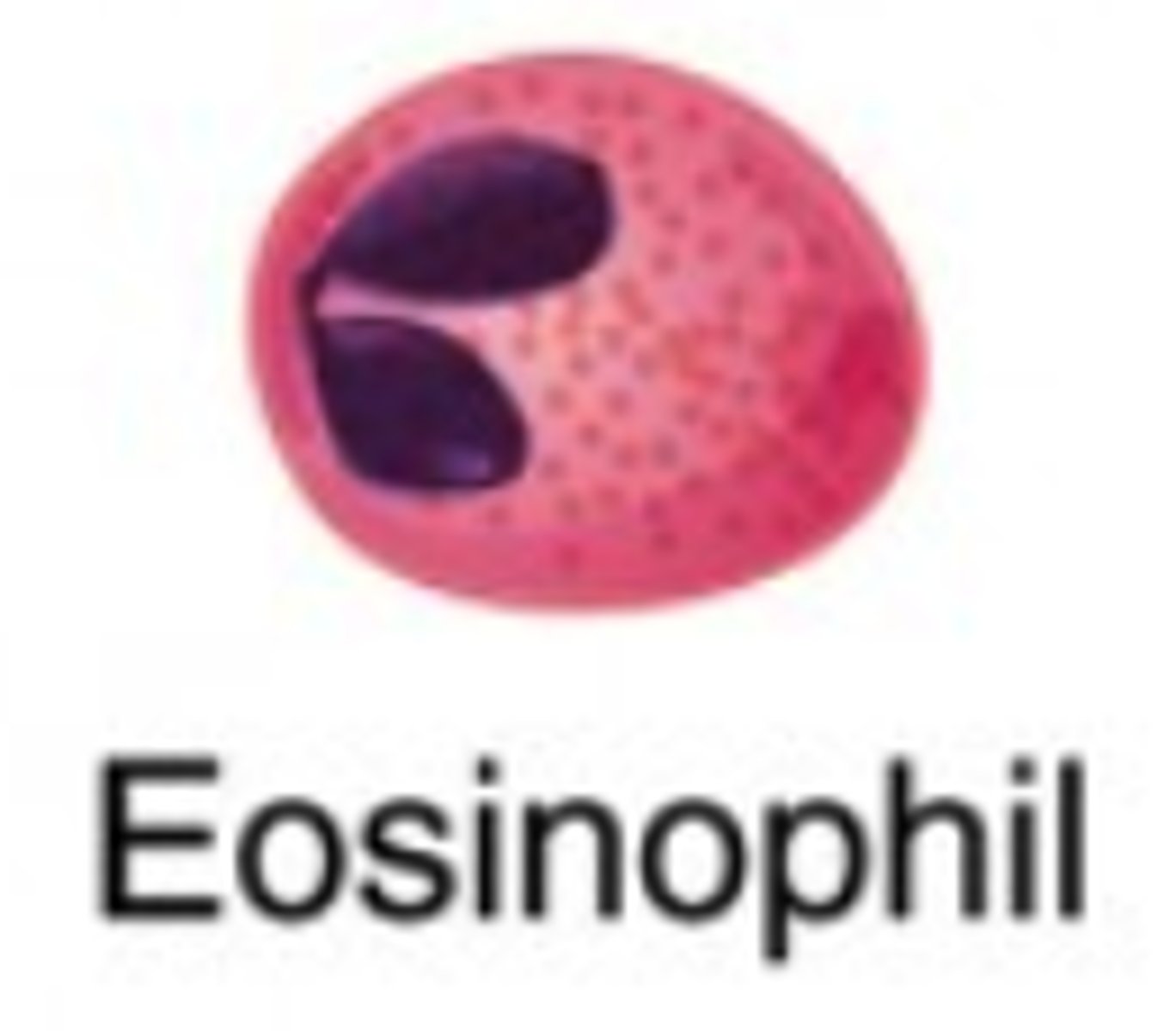 <p>eosinophils</p><p>(Note: NOT a type of phagocyte)</p>